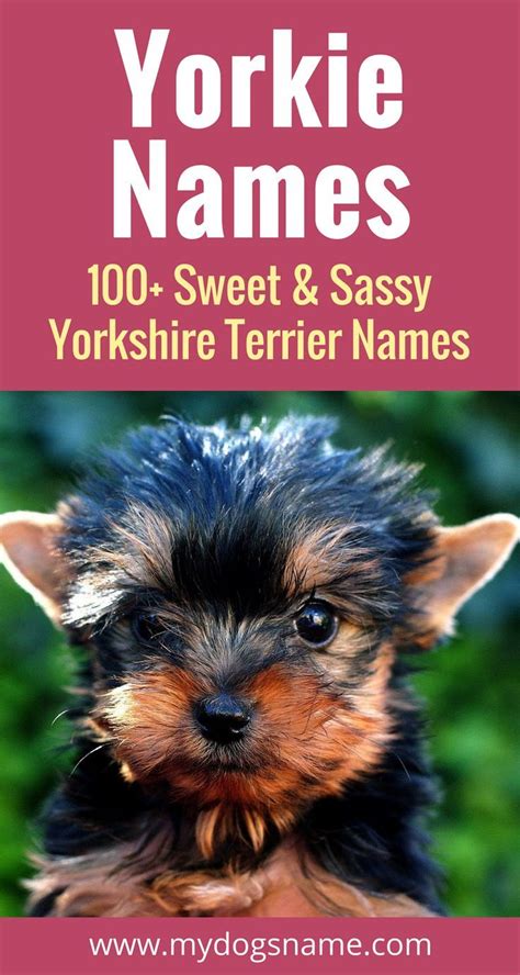 fletcher dior yorkshire names|Yorkie Names – 135+ Sweet & Sassy Ideas .